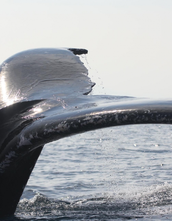 Humpack Whales are back!