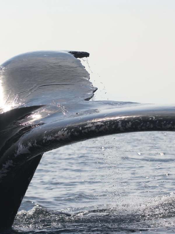 Humpack Whales are back!