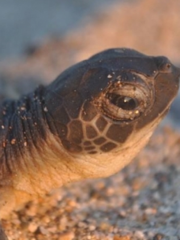 Summer is Turtle Season in Punta Mita!