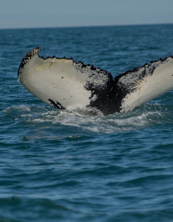 The whales are here! Humpbacks return to Punta Mita!
