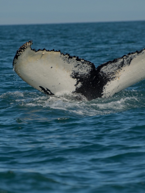 The whales are here! Humpbacks return to Punta Mita!