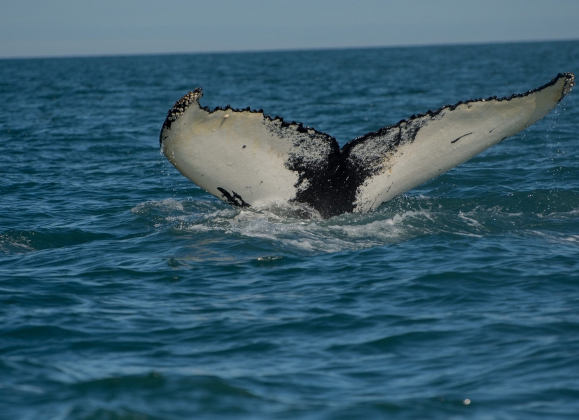 The whales are here! Humpbacks return to Punta Mita!